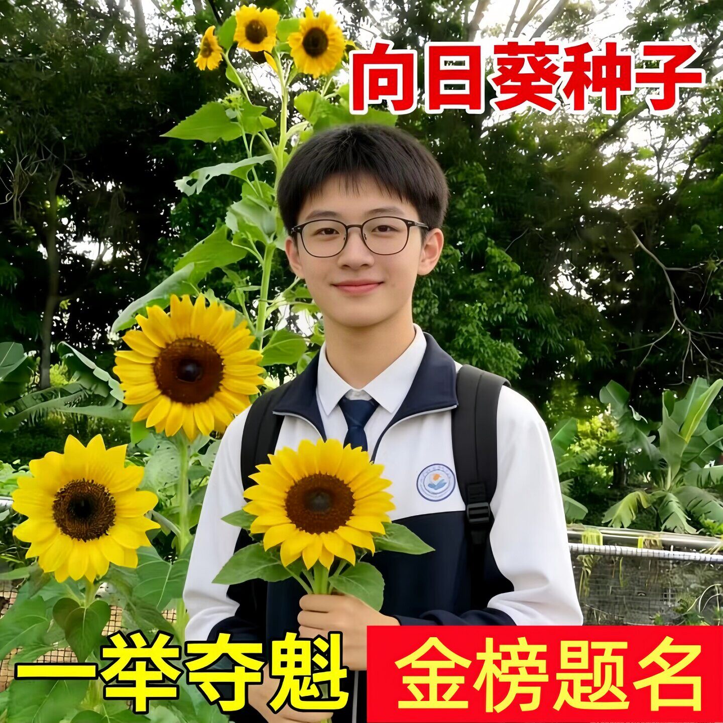 向日葵花种子四季播种易