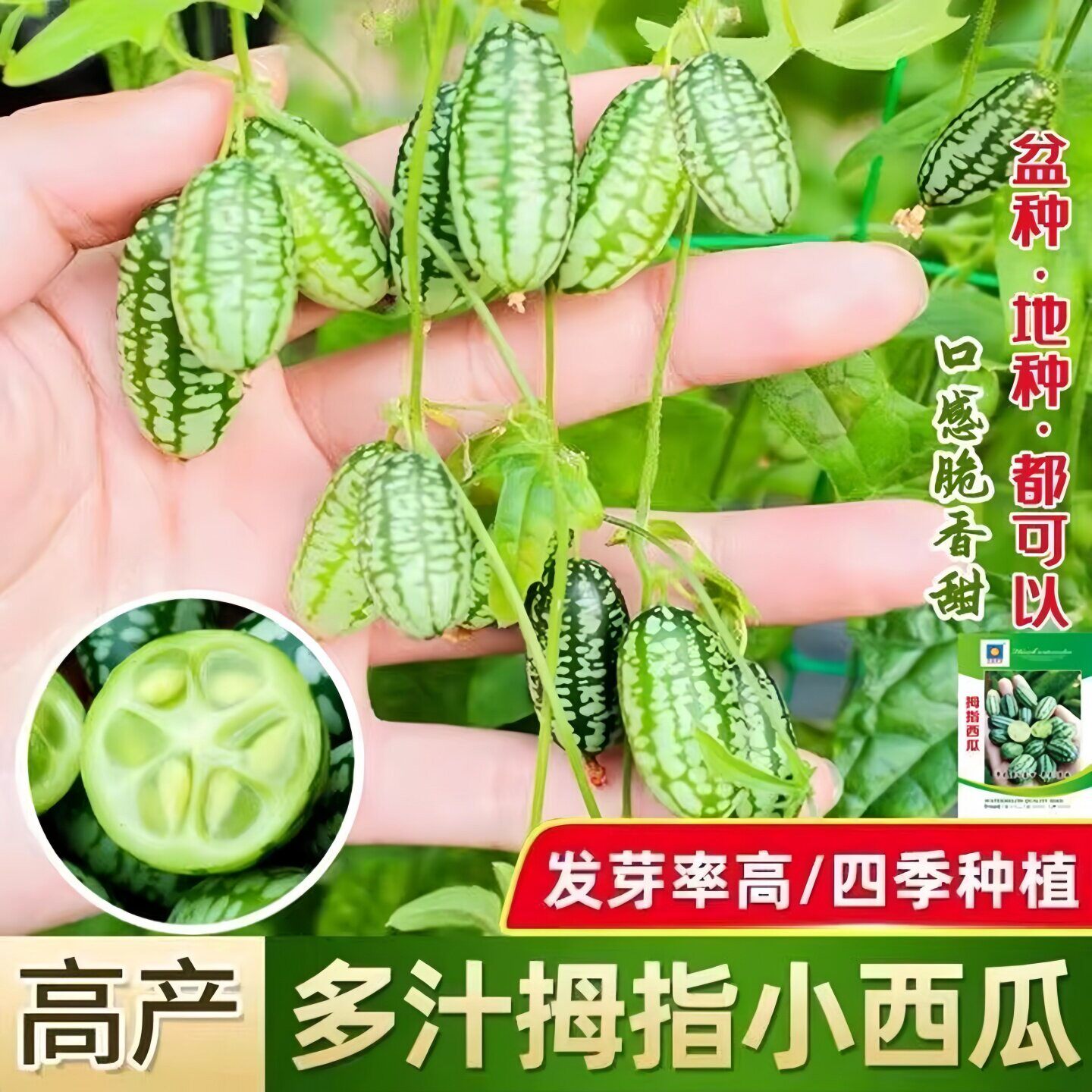 拇指小西瓜种子苗秧籽种迷你西瓜阳台四季秧苗水果黄瓜种籽孑母指