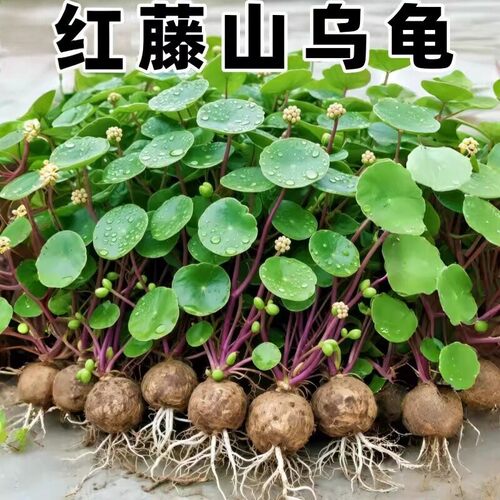 红藤山乌龟爬藤植物种球