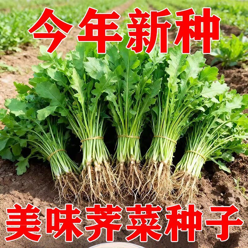 荠菜种子野菜种四季地菜野生老品种菜种籽大叶小叶阳台盆栽蔬菜