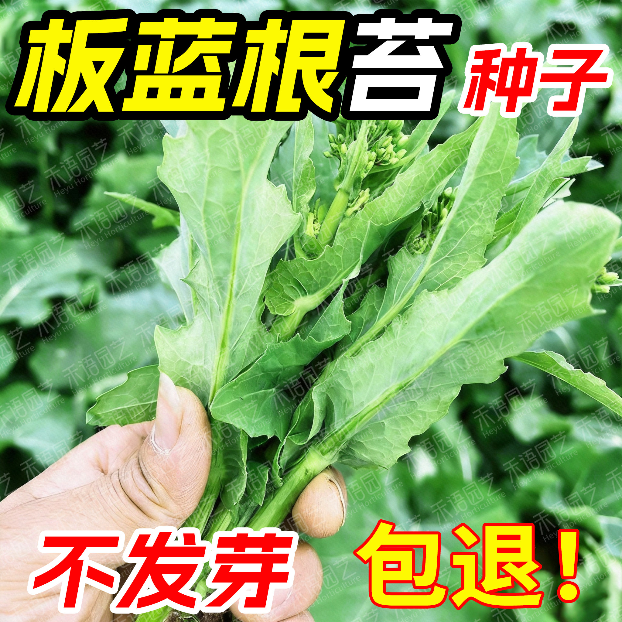 板蓝根甜脆菜苔种子四季易种