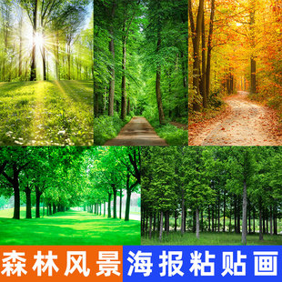 原始森林树木装饰画大自然绿色风景草地树林壁纸客厅墙贴海报
