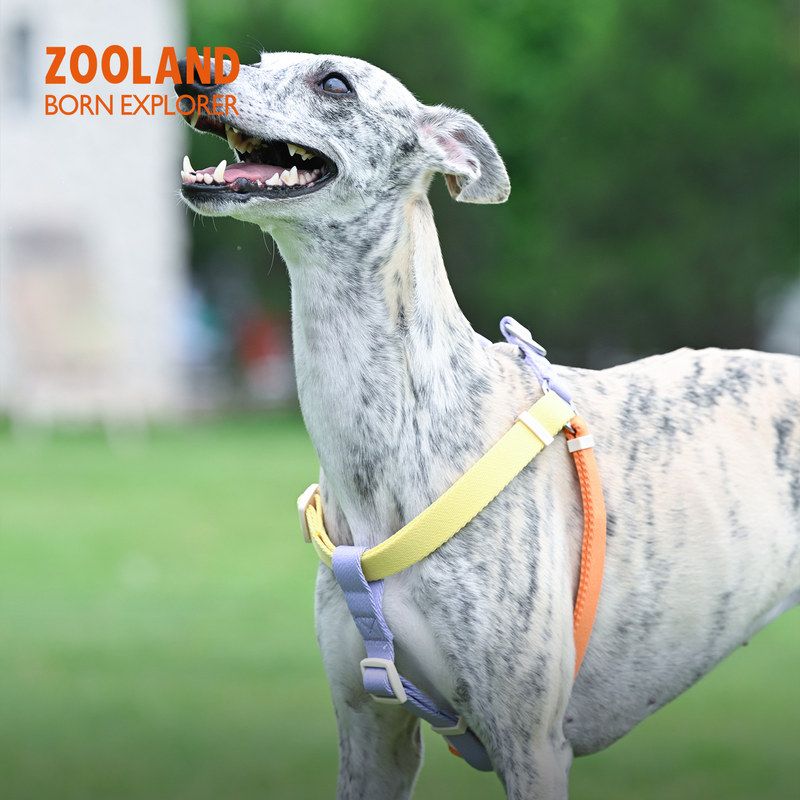 ZOOLAND胸背防爆遛狗背带可狗狗冲绳牵引绳犬调节胸狗绳防挣脱图片