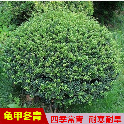 龟甲冬青球四季常青庭院绿化工程苗木球形树苗名贵风景树室外植物