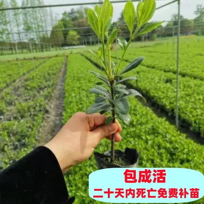 夏天常绿量大优惠海桐苗现挖现卖