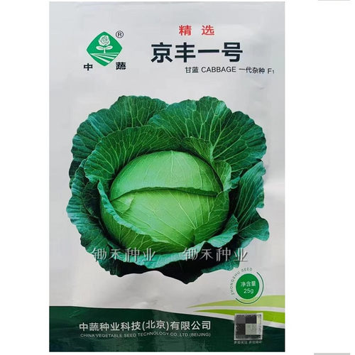 京丰一号甘蓝种子扁圆包菜卷心菜种籽春秋季甘兰包心菜蔬菜种孑