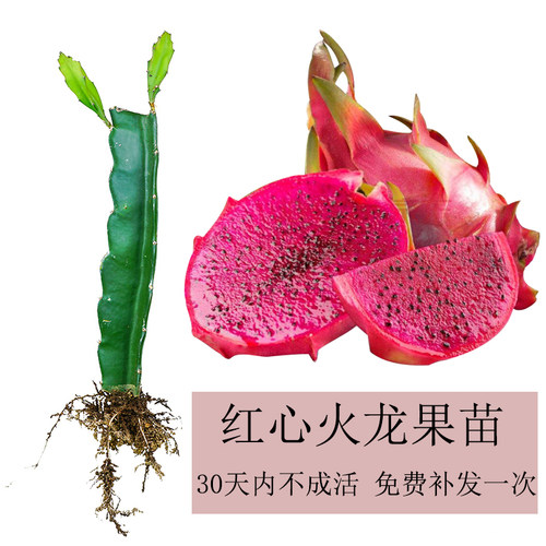 火龙果苗红心扦插一号台湾软枝