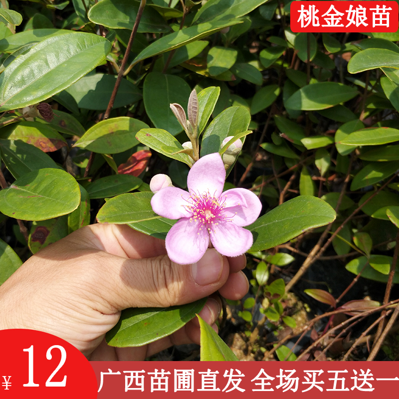 桃金娘树苗捻子泡酒南方种植
