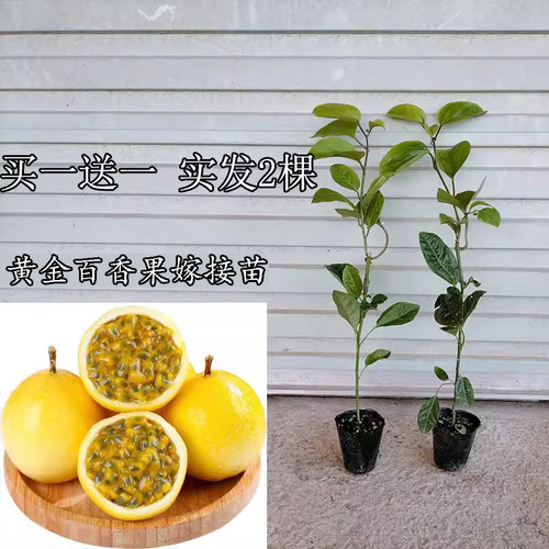 黄金百香果嫁接苗台农一号紫香一号西潘莲爬藤苗当年结果买一送一