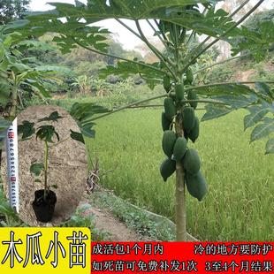 冰糖红心木瓜苗四季当年结果木瓜苗矮化大青红肉水果木瓜苗带土发