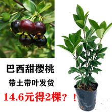 樱桃树苗巴西甜樱桃黑果扁圆原杯带土带叶发货可盆栽地栽南方果苗