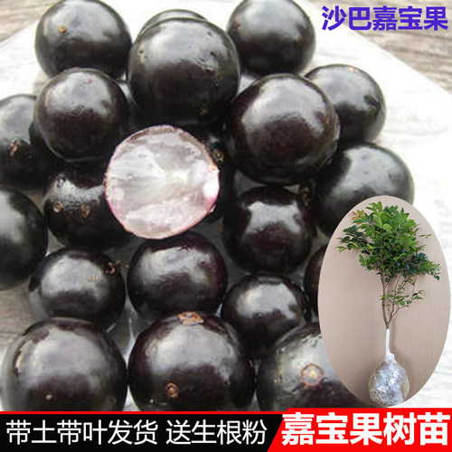 嘉宝果树苗葡萄沙巴庭院种植
