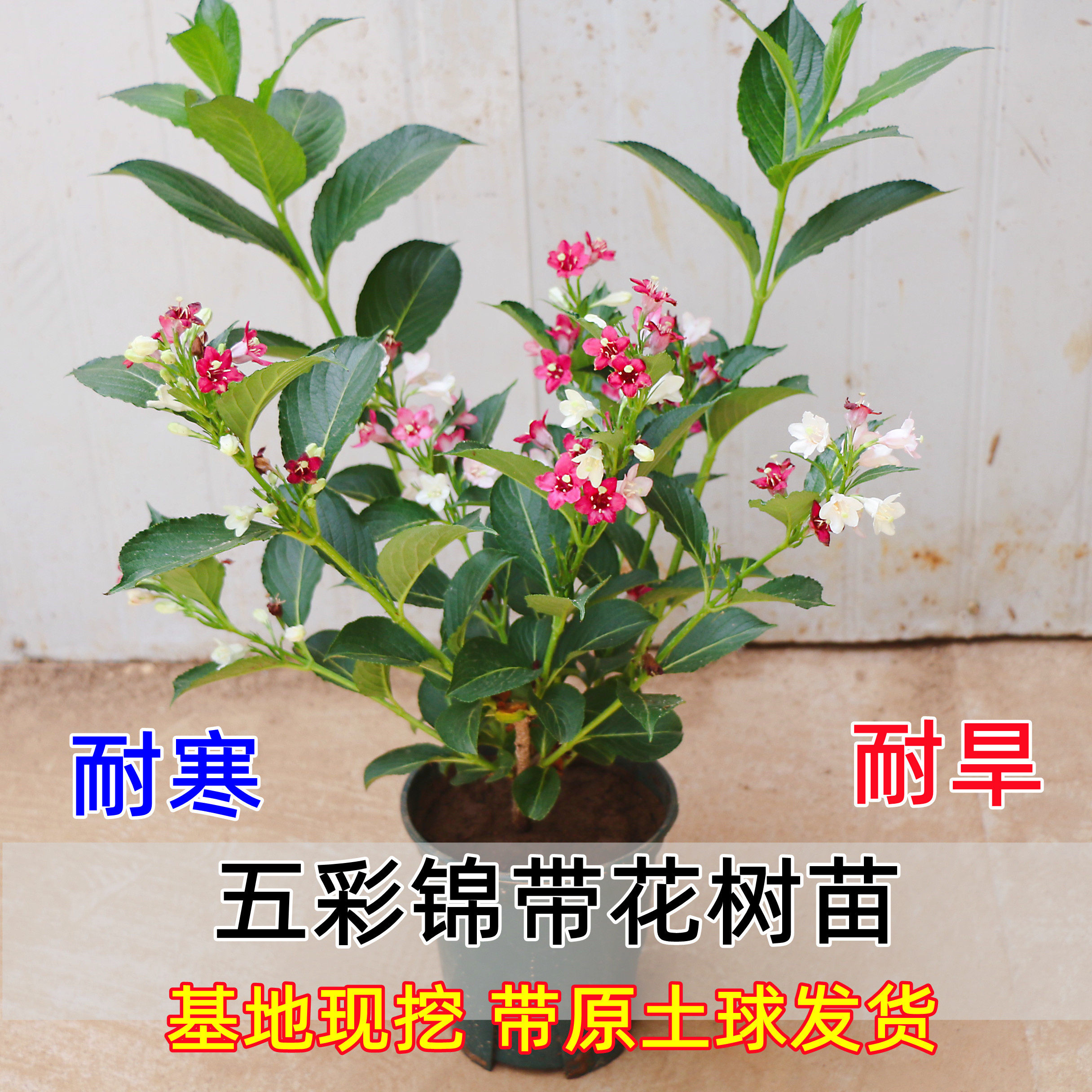 五彩锦带花树苗适合懒人冬天养不怕冷不怕热的花东北耐寒耐冻花卉