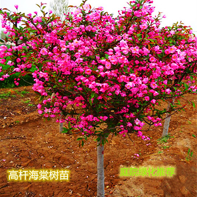 西府海棠垂丝海棠北美红宝石海棠