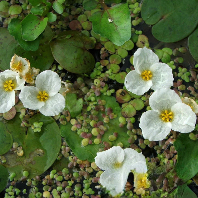 基地水鳖 马尿花 苗圃 浮水植物 湿地公园绿化水景造