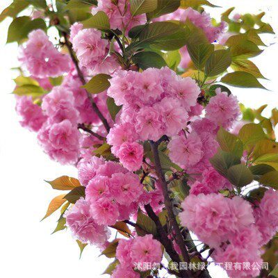 樱花苗 日本晚樱花 早樱小苗 