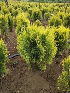 柏树苗洒金柏苗松树柏黄金柏树苗金钱柏小苗庭院松柏树苗包邮