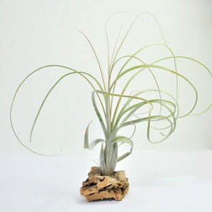 空气凤梨柳叶Tillandsia balbisiana无土植物室内阳台绿植花卉