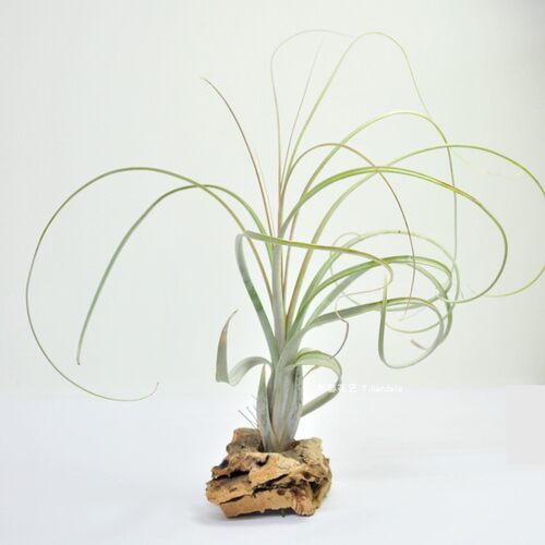 植物凤梨办公桌吸甲醛防辐射