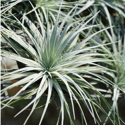 空气凤梨休斯顿无土室内花卉植物