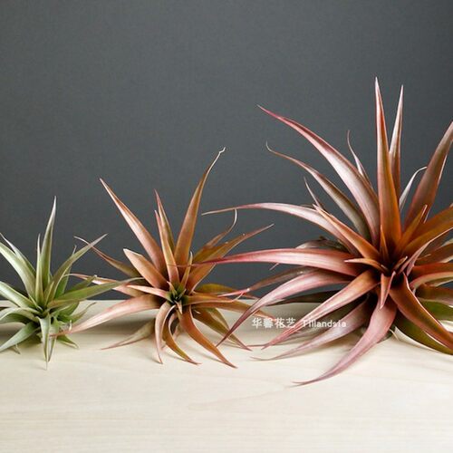 空气凤梨卡比塔马龙tillandsia capitata maroon无土植物绿植花卉