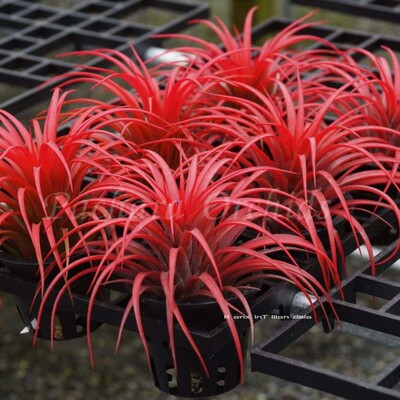 空气凤梨株型victoria无土植物