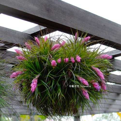 空气凤梨多国花Tillandsia stricta无土植物室内阳台绿植花卉