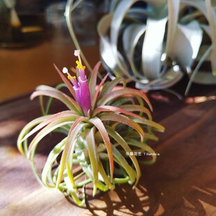 空气凤梨卷叶精灵 ionantha Curly Leaf无土植物室内阳台绿植花卉