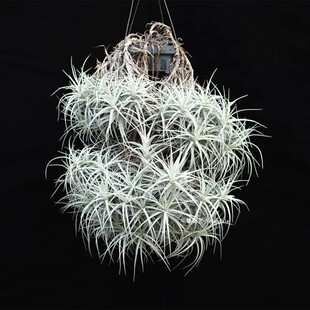 空气凤梨伊莎贝尔甜心Tillandsia Sweet lsabel无土植物绿植花卉