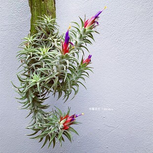 空气凤梨万汉 ionantha v vanhyningii无土植物室内阳台绿植花卉
