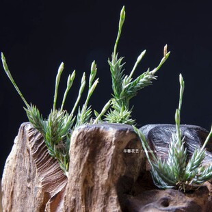 空气凤梨弹头Tillandsia pedicellata无土植物室内阳台绿植花卉