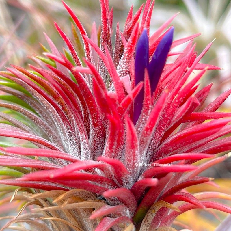 空气凤梨鞭炮精灵T ionantha firecracker无土植物室内阳台绿植花