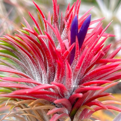 空气凤梨鞭炮精灵T ionantha firecracker无土植物室内阳台绿植花