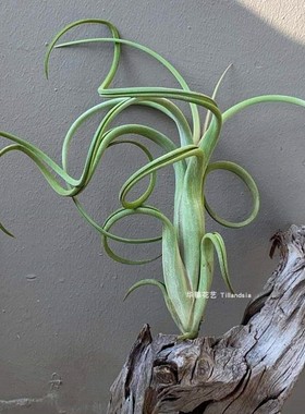 空气凤梨花中花Tillandsia intermedia无土植物室内阳台花卉绿植