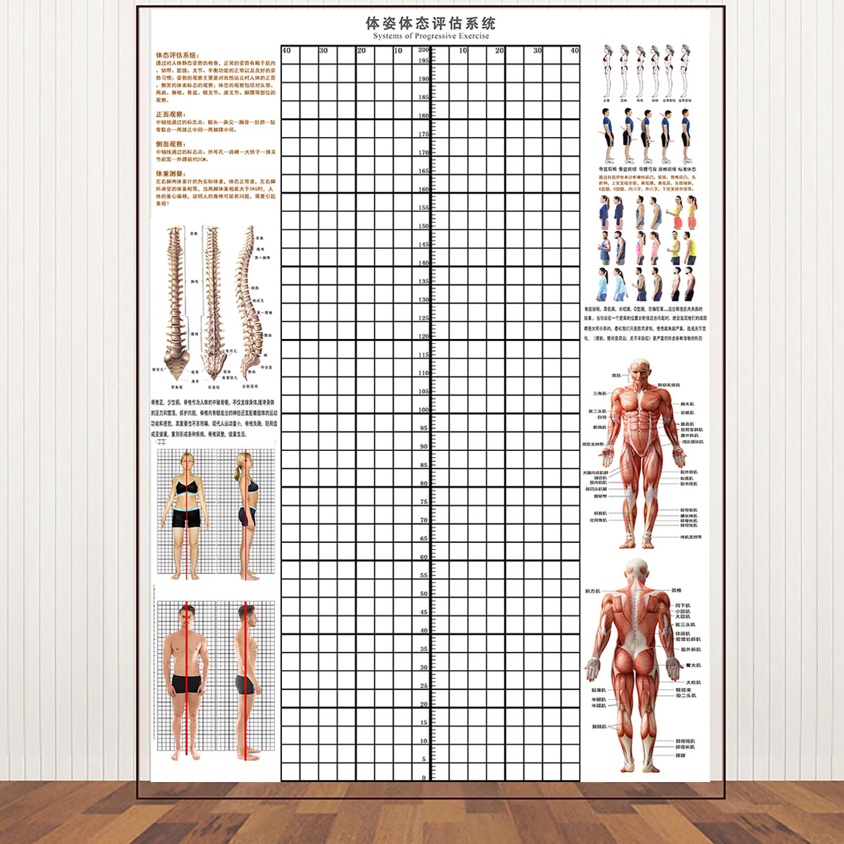贴式体态评估表体测健身房私教身体矫正网格中医工作室背景墙纸图