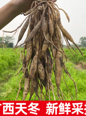 广西天冬草泡酒新鲜天门冬根中药材天冬500g纯天然新货非野生包邮