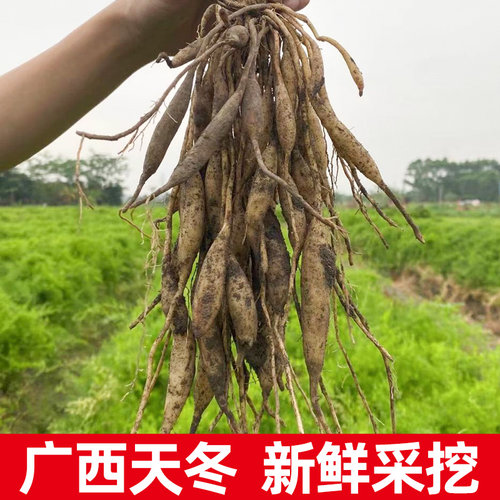 新鲜广西500g非野生包邮天门冬