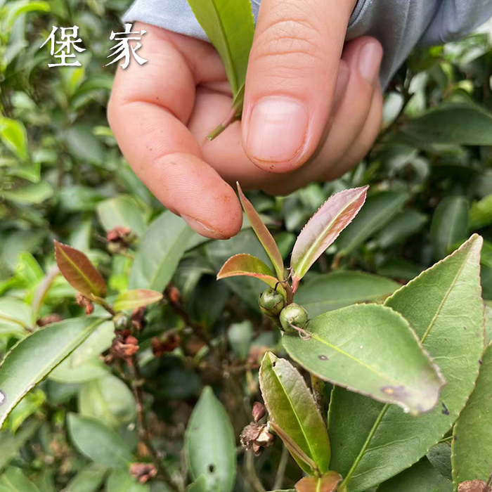 单件9折堡家原种六堡春茶芽