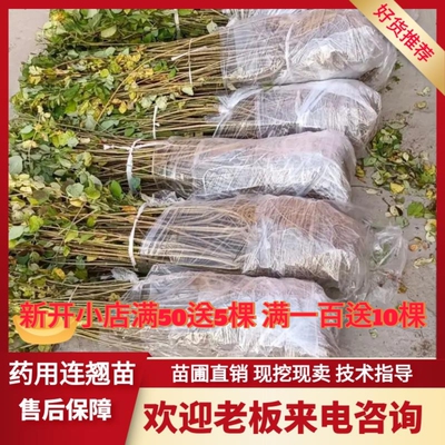 结果连翘苗 山西高产大果药用连翘种苗卢氏青翘连翘经济果树地栽