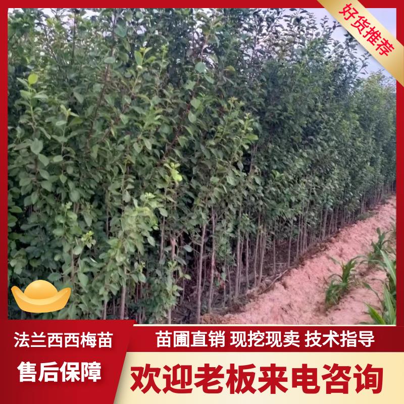 法兰西西梅树苗红西梅南方北方地