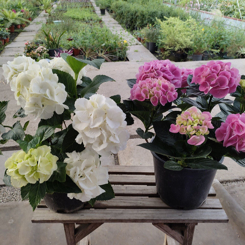 绣球花盆栽庭院阳台四季花卉八仙花花苗紫阳花无尽夏带土发货 包 上海绿峰园艺 淘优券