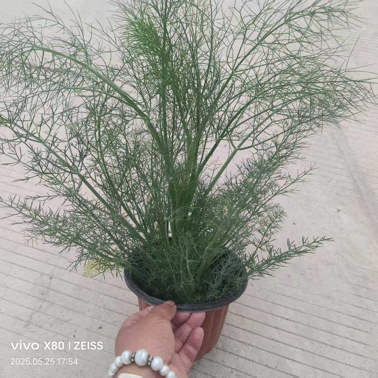 小茴香盆栽阳台地栽易种蔬菜四季好养可以食用薄荷迷迭香欧芹紫苏图片