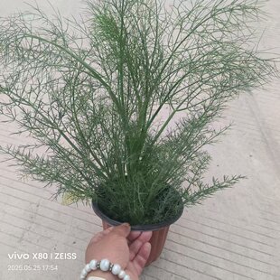 小茴香盆栽阳台地栽易种蔬菜四季好养可以食用薄荷迷迭香欧芹紫苏