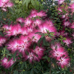 香水合欢树苗合欢花盆栽进口细叶室外庭院花园耐寒热当年开花植物