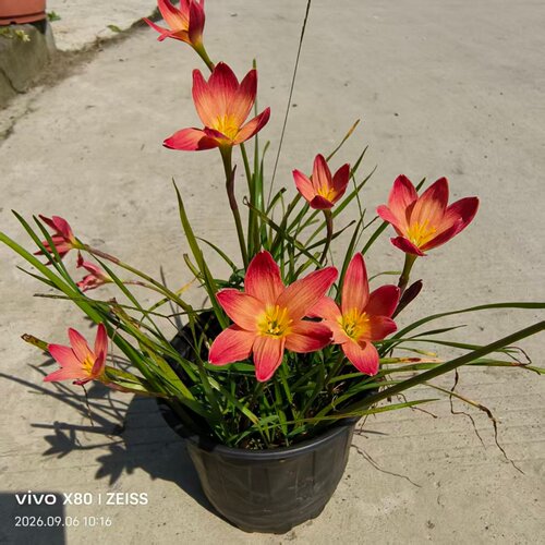 地被花镜植物好养耐活