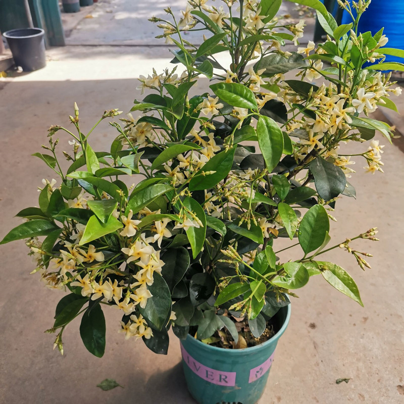 大苗阳台茉莉四季爬藤植物包邮