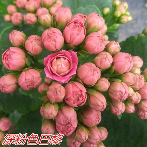 长寿花盆栽花苗室内桌面阳台重瓣大花四季花卉绿植带花苞发货包邮