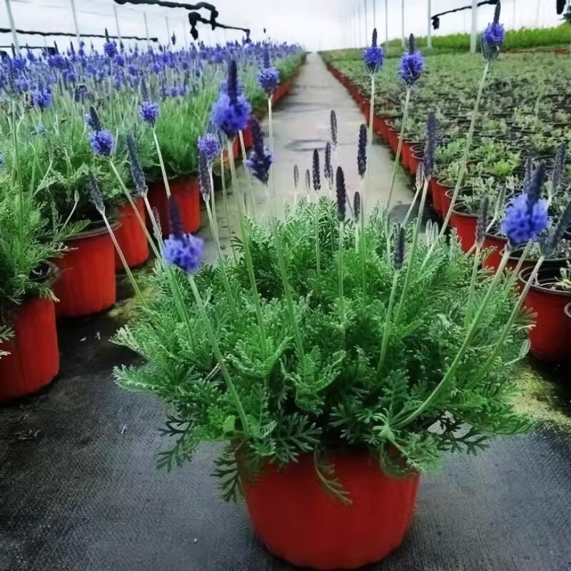 薰衣草草花阳台庭院四季耐寒图片