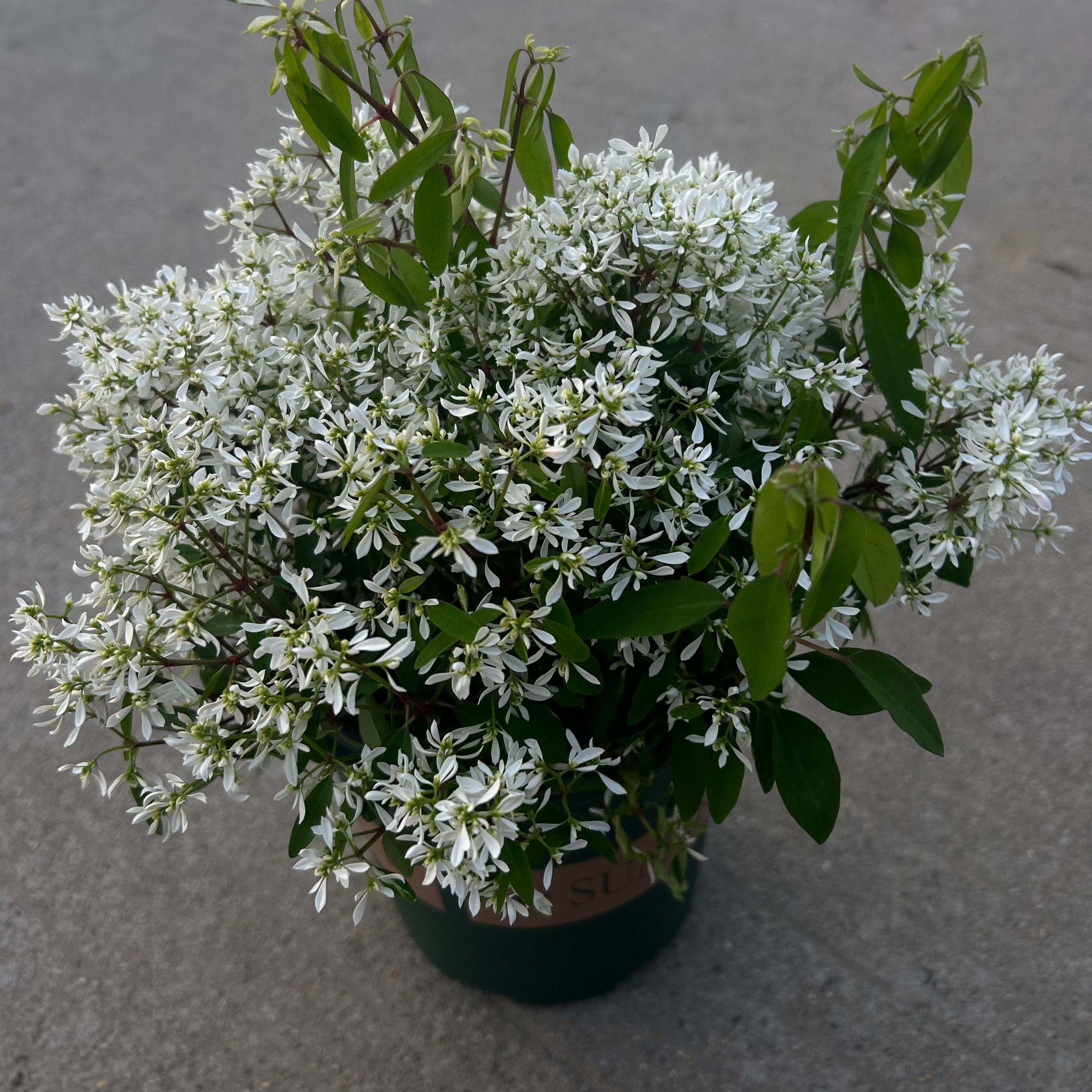 禾叶大戟 白雪公主 圣诞白雪 重瓣飘雪 宿根半阴类花卉白色满天星