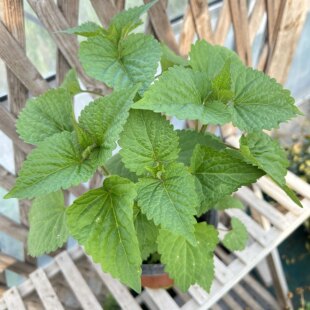 食用藿香茴香薄荷迷迭香·柠檬百里香盆栽植物地栽耐寒热香料包邮